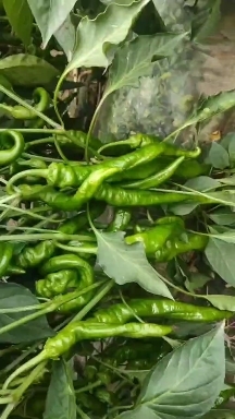 静宁县大牛椒，陇椒
