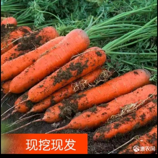 长沙胡萝卜