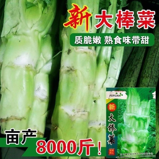 长沙四川棒菜种籽秋冬季特大笋子芥种耐寒芥菜头庭院蔬菜种孑棒菜种子