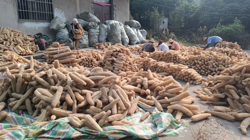 衡阳丝瓜络洗碗  自然晒干  48一斤 50斤起批