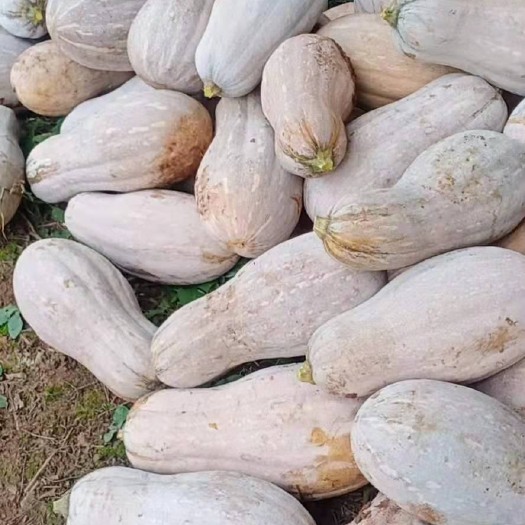 道真县蜜本老南瓜