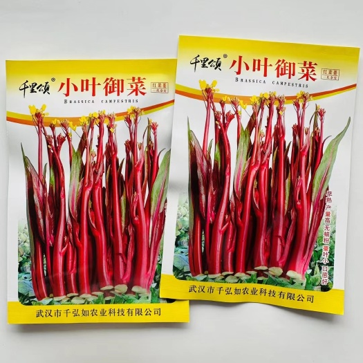 红菜苔种子 小叶御菜红菜心种子 菜苔种子