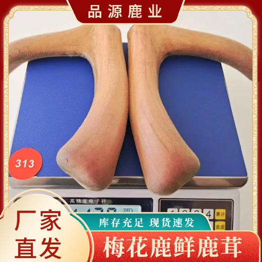 长春吉林鹿茸 鲜鹿茸整只  二杠 克数任你挑选 鹿茸连刀