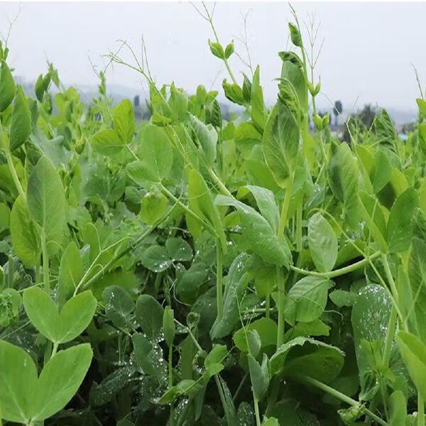 新豌豆种本地豌豆吃豌豆菜豌豆尖可水培豌豆苗白豌豆朱砂红豌豆种