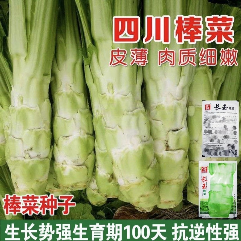 四川棒菜种籽秋冬季特大笋子芥种耐寒芥菜头庭院蔬菜种孑棒菜种子