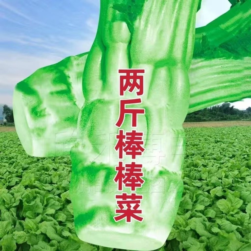 四川棒菜种籽秋冬季特大笋子芥种耐寒芥菜头庭院蔬菜种孑棒菜种子