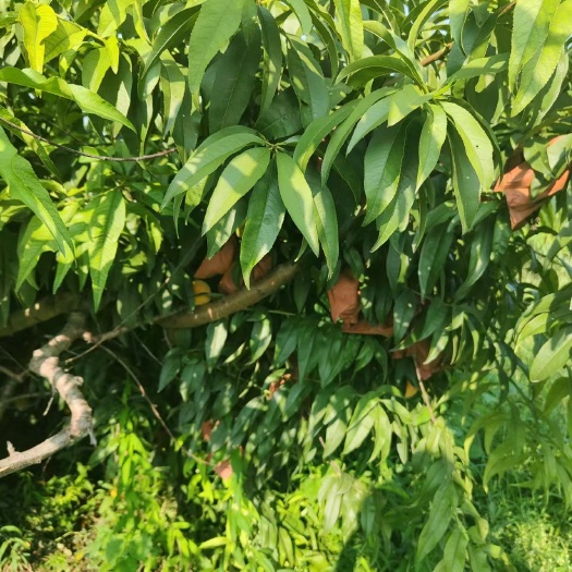 界首市锦绣黄桃