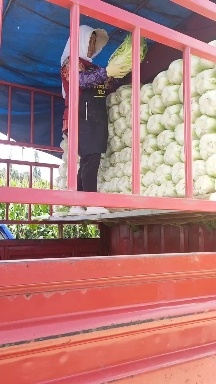 西吉县宁夏西吉大白菜，包菜，小甘蓝大量有货，货源稳定