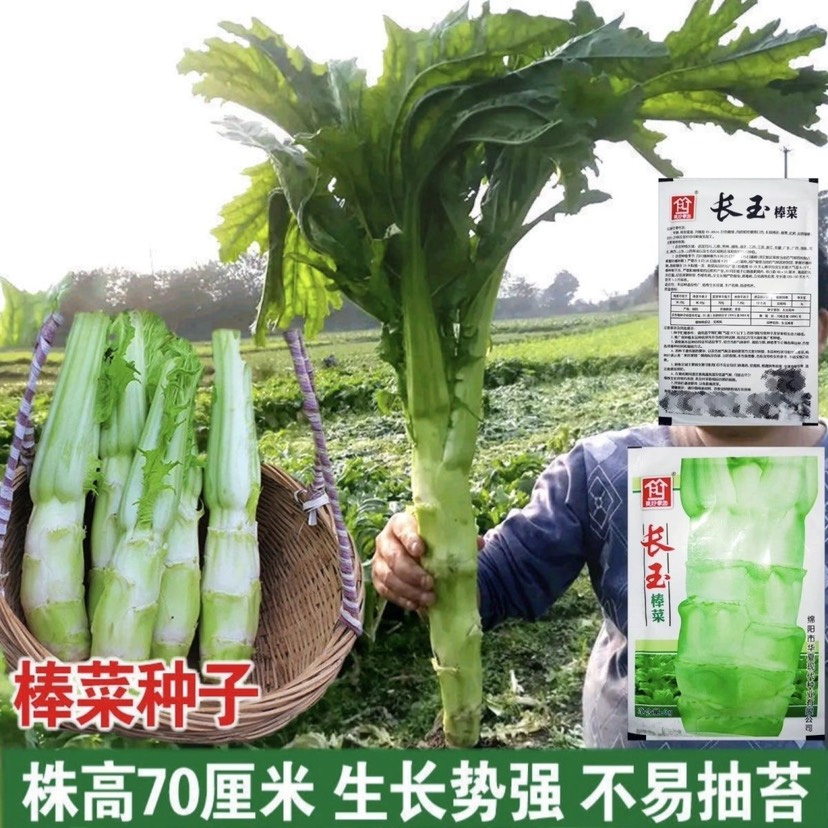 四川棒菜种籽秋冬季特大笋子芥种耐寒芥菜头庭院蔬菜种孑棒菜种子