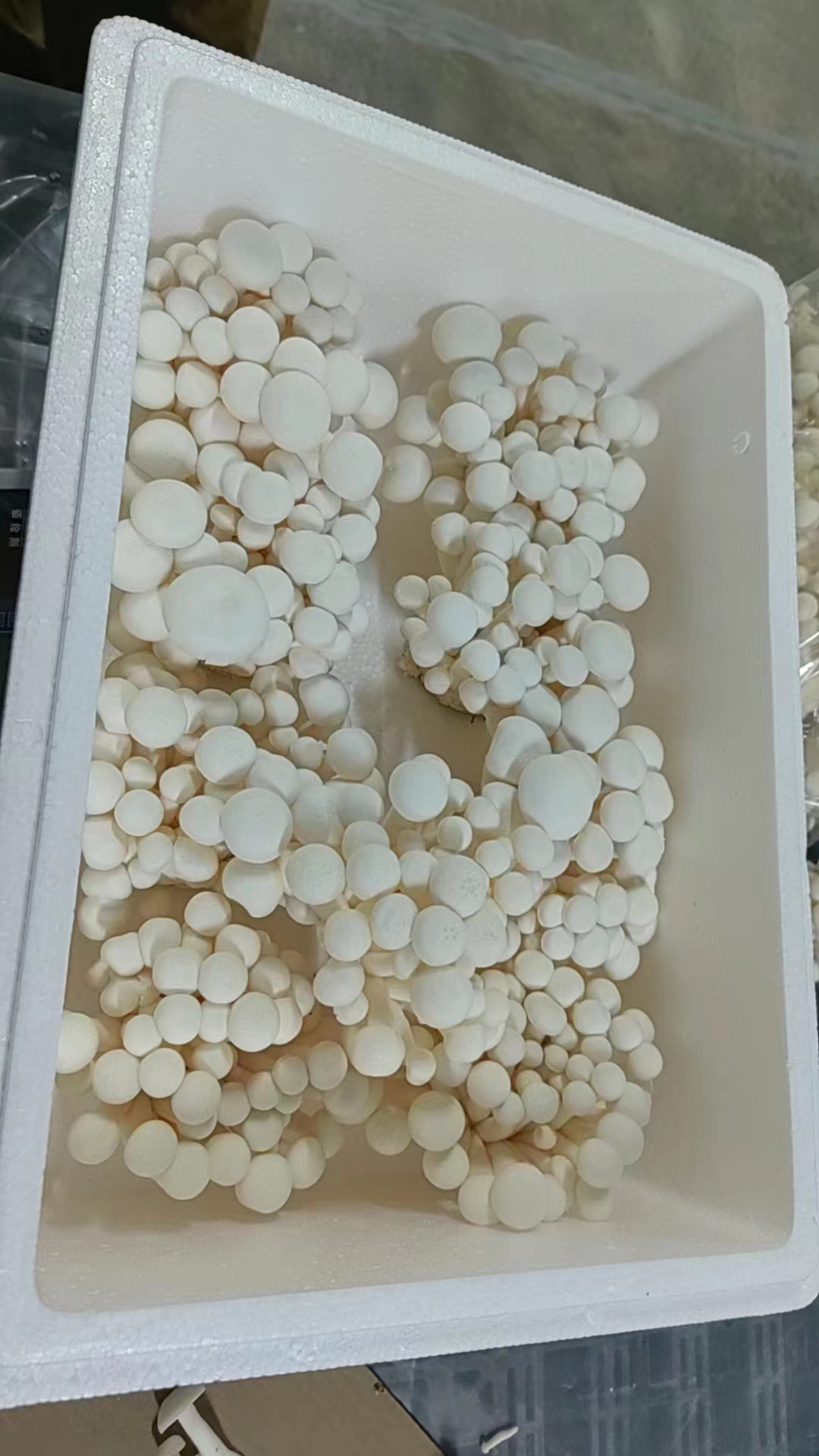 贵阳白玉菇