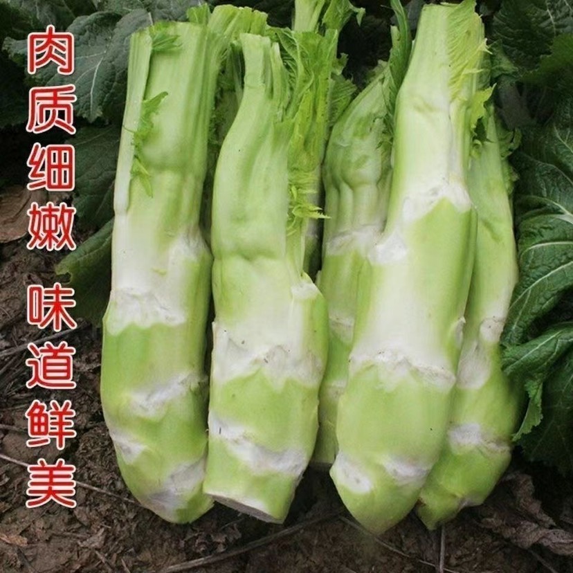 四川棒菜种籽秋冬季特大笋子芥种耐寒芥菜头庭院蔬菜种孑棒菜种子