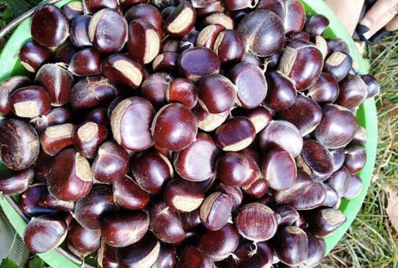 板栗，栗子，色泽光亮，香甜可口。