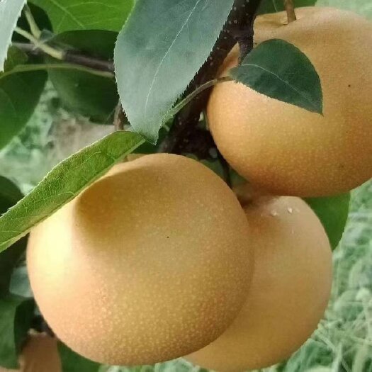 冠县秋月梨