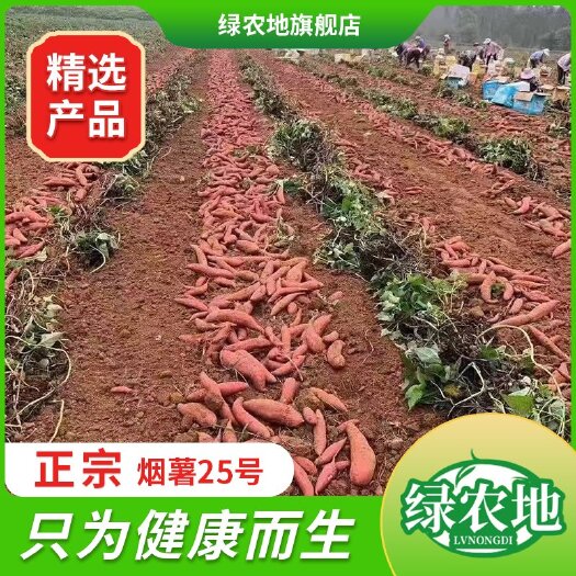 滦南县绿农地烟薯25日供10万斤 产地直发 电商一件代发