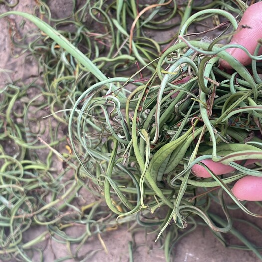 木里县化石草，