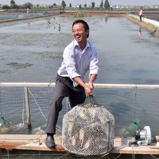 南京江苏高淳精品大闸蟹  直供全国各地批发商。酒店。社区团购