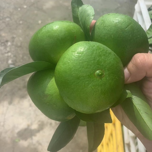 资兴市东江湖蜜桔(大果)