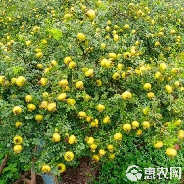 贵州野生刺梨干果 新货刺梨干 泡水泡酒刺梨