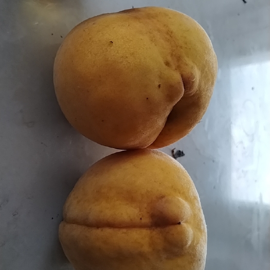舞阳县黄桃：香，甜可口