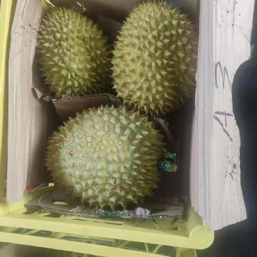 广州干尧榴莲A果3头约19.5斤