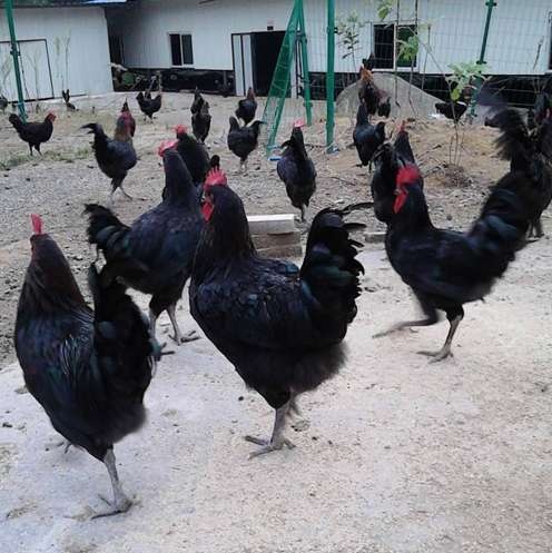 衡阳黑土鸡苗，放养细脚土鸡苗，成活率高，抗病能力强，
厂家直销，