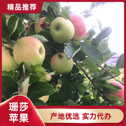 绥中县辽宁绥中散沙苹果主产地