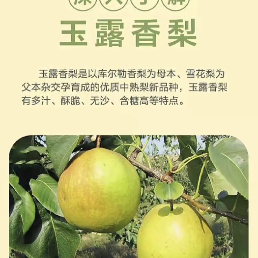 隰县隰县玉露香梨，酥梨，晋蜜梨