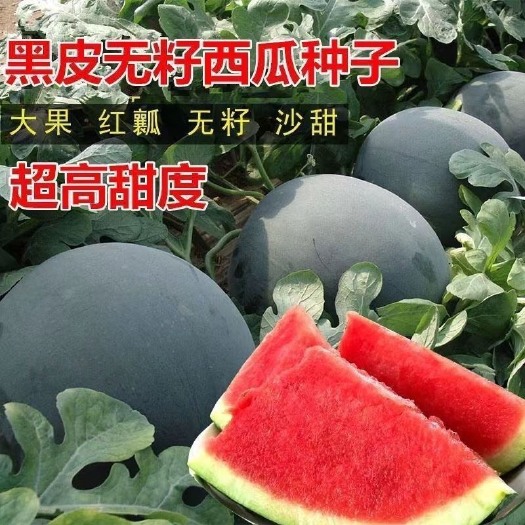 长沙早熟超甜黑美人无籽西瓜播种种子西瓜种子巨型西瓜黑美人西瓜种子
