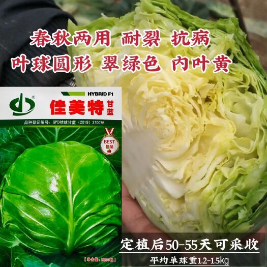 沭阳县绿甘蓝种子 佳美特黄心甘蓝种子春秋甘蓝品种抗抽苔能力强耐裂性