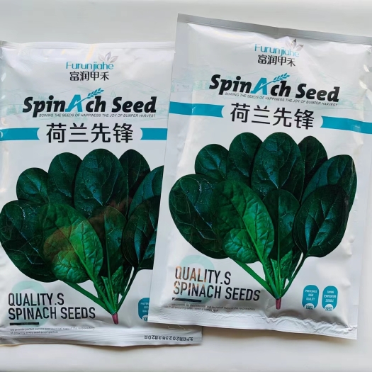 菠菜种子 荷兰先锋菠菜种子 荷兰帝王菠菜种子
