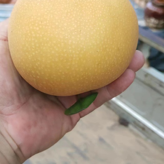 宁陵县秋月梨，