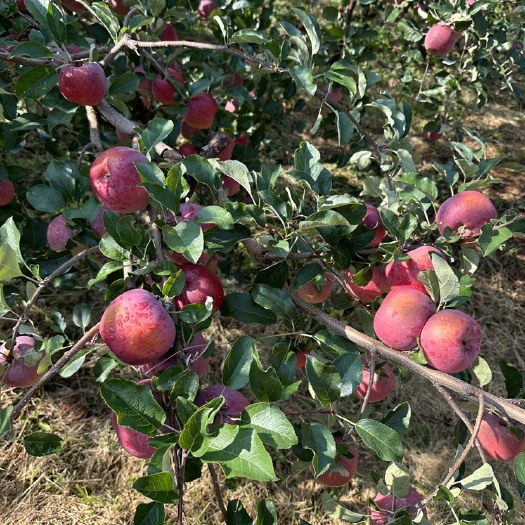 盐源县盐源苹果
