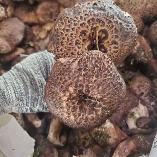 德钦县云南新鲜虎掌菌产地直销