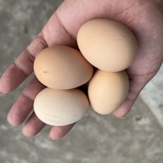 绵阳林下散养土鸡蛋