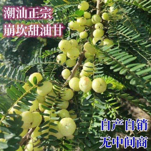 普宁市潮汕特产甜油甘橄榄崩坎油甘新鲜脆甘香甜油甘汁产地直发解腻开胃