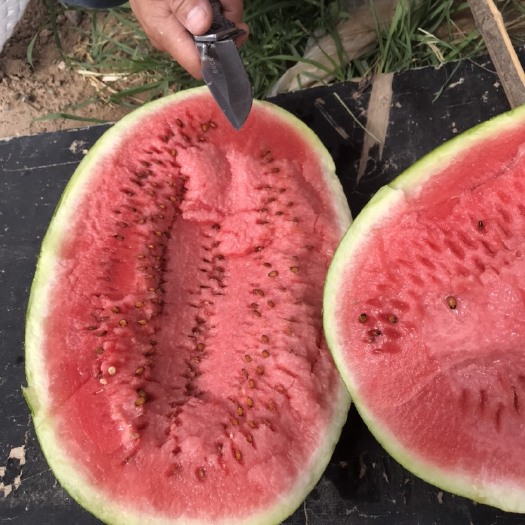中宁县硒砂瓜