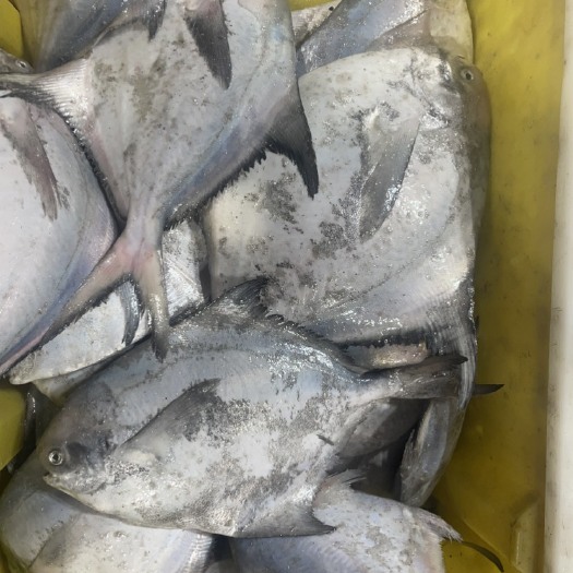 连云港海捕银鲳鱼，新鲜冷冻，红烧，清蒸，烧烤，嘎嘎鲜美
