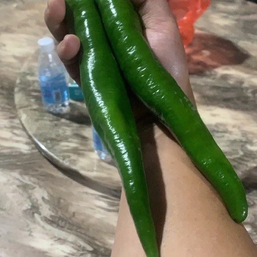 广州辣椒苗