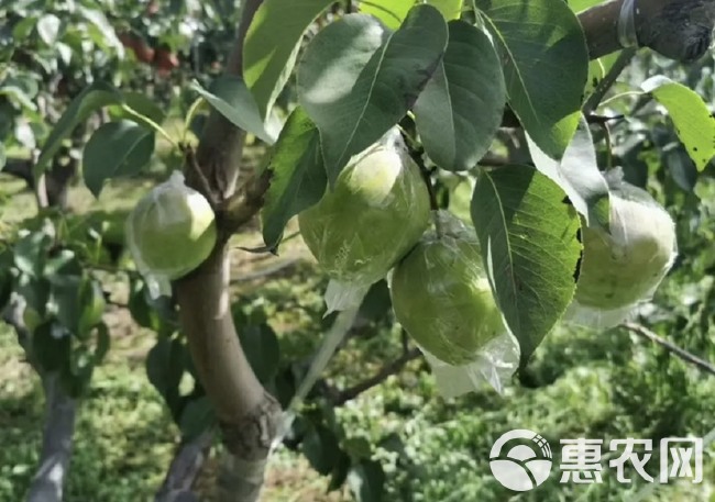 隰县玉露香梨，酥梨，晋蜜梨