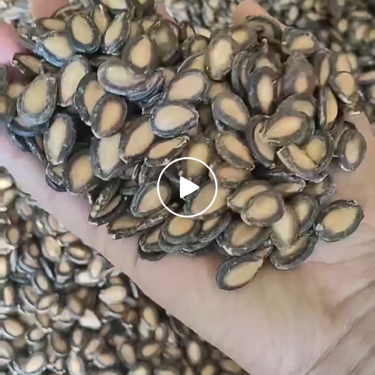 吉木萨尔大瓜子（黑大片，黑小片，黑中片）