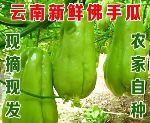 芒市洋瓜