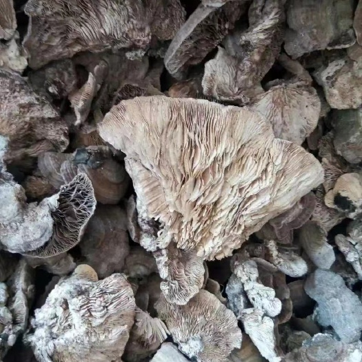 勐腊县桦褶孔菌，新货​