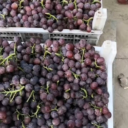 广宗县河北邢台巨峰葡萄大量有货，诚信代办