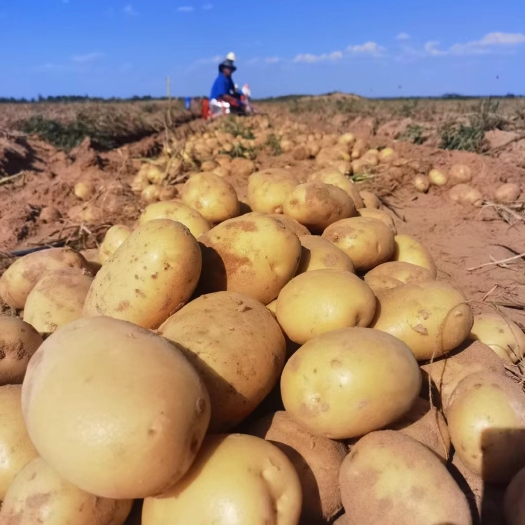 定边县黄皮黄心土豆，产地直发品种齐全