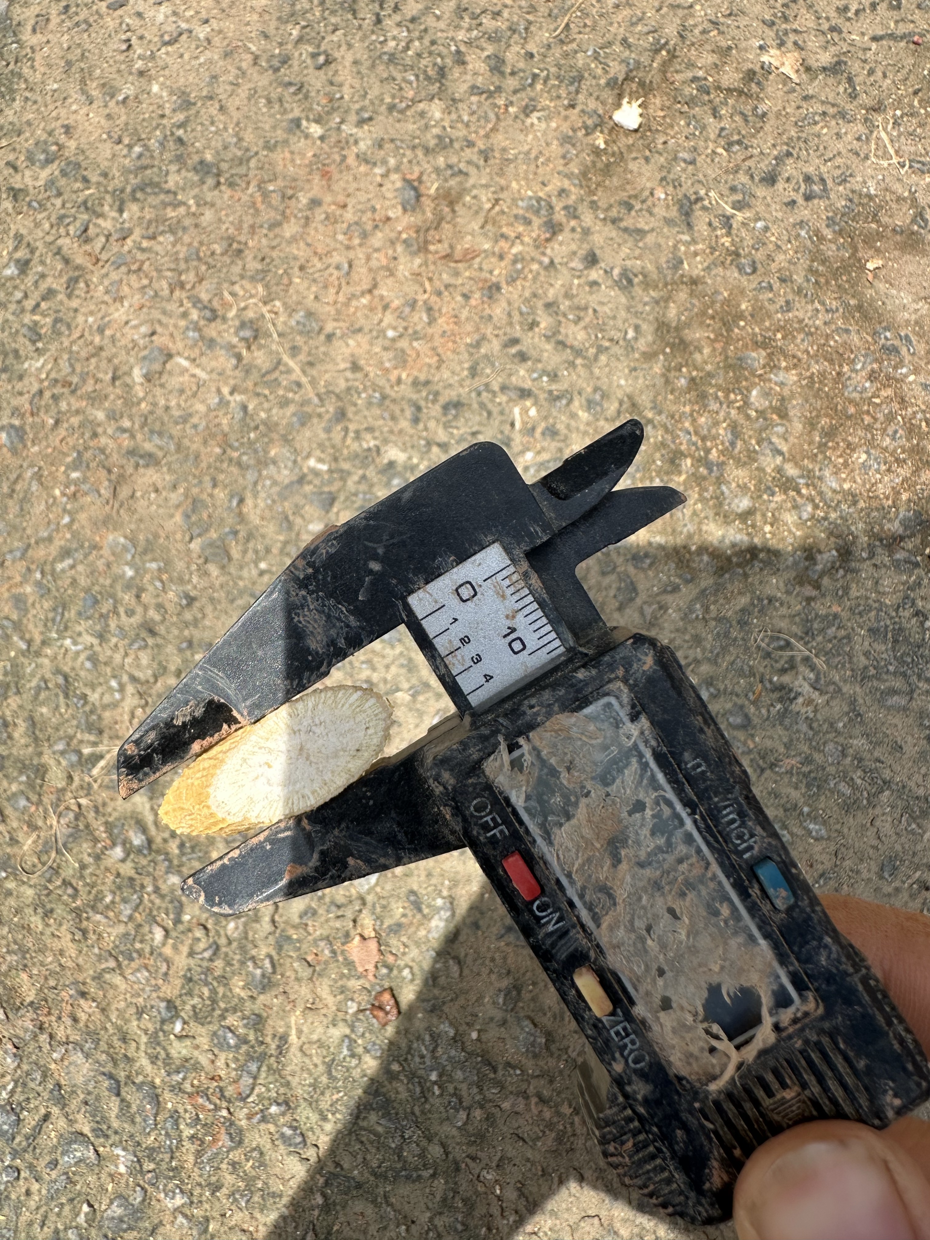 牛大力瓜子片，切工美丽，价格优惠，直供药厂，欢迎来购