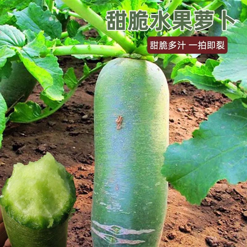 冰糖水果萝卜种子生吃脆甜农家蔬菜种孑四季播种阳盆栽绿萝卜种籽