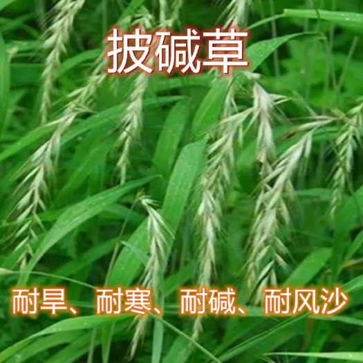 披碱草种子耐盐碱耐旱风沙护坡种子固土