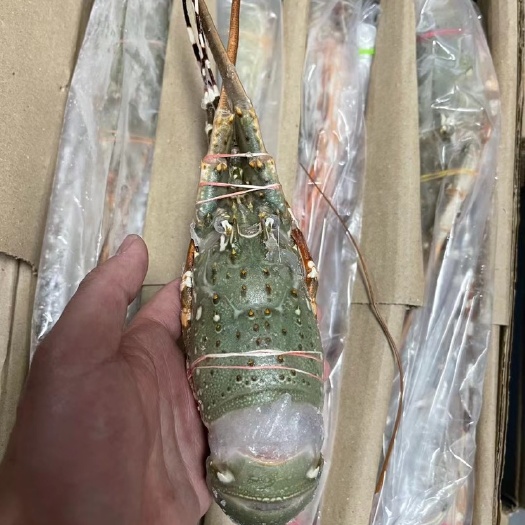 上海印度刺身小青龙