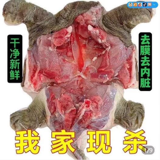 汕头优质甲鱼 广东汕头澄海区直发 新鲜健康 绿色生态养殖