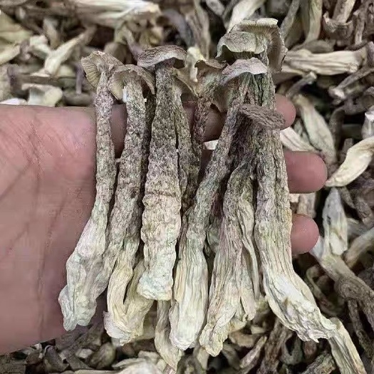 古田县正宗鹿茸菇干货鹿耳菇特级一等品新鲜鹿茸菌无硫干货菜类煲汤散装